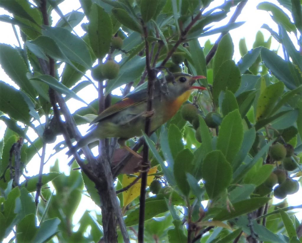 Usignolo del Giappone (Leiothrix lutea)